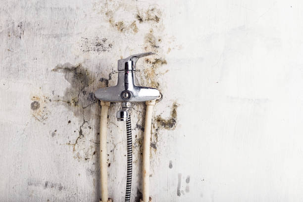 Best Mold Removal Specialists  in Salem, MO