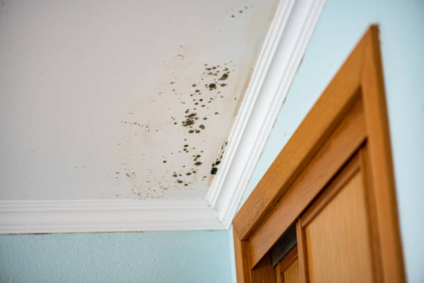 Best Residential Mold Removal  in Salem, MO