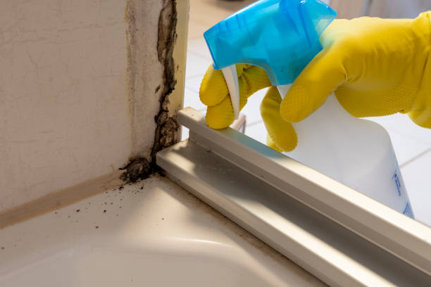 Best Commercial Mold Removal  in Salem, MO